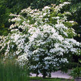 Cornus kousa - Japanischer Blumenhartriegel