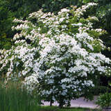 Cornus kousa - Japanischer Blumenhartriegel