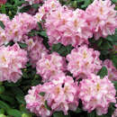 Rhododendron Hybride - rosa PG2 - Rhododendron