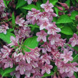 Weigela 'Styriaca' - Weigelie