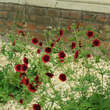 Potentilla thurberi 'Monarch's Velvet': Bild 1/1