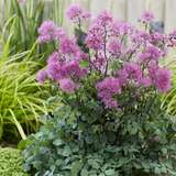 Thalictrum 'Little Pinkie' - Wiesenraute