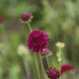 Knautia macedonica 'Mars Midget' - Witwenblume