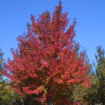 Acer rubrum