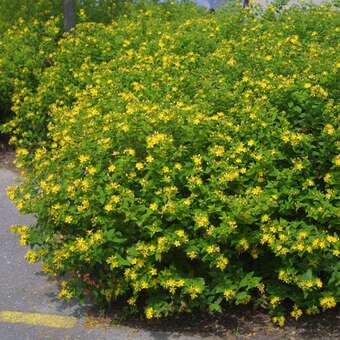 Hypericum inodorum 'Elstead'
