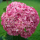 Hydrangea arbor. 'Pink Annabelle' - Rosa Schneeballhortensie