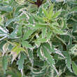 Acer palmatum 'Butterfly': Bild 1/5
