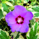 Hibiscus syr. 'Meehanii' - Buntblättriger Eibisch