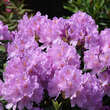 Rhododendron 'Catawbiense Grandiflorum': Bild 1/5