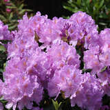 Rhododendron 'Catawbiense Grandiflorum' - Rhododendron