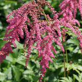 Astilbe thunbergii 'Straußenfeder' - Prachtspiere