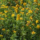 Hypericum 'Buttercup' - Johannisstrauch