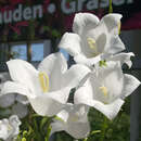 Campanula persicifolia 'Grandiflora Alba' - Wald-Glockenblume