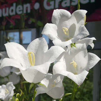 Campanula persicifolia 'Grandiflora Alba'