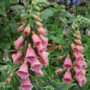 Digitalis 'Mertonensis' - Fingerhut