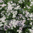 Achillea millefolium 'Lilac Beauty': Bild 3/4