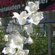 Campanula persicifolia 'Grandiflora Alba': Bild 2/5