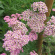 Achillea millefolium 'Lilac Beauty': Bild 1/4