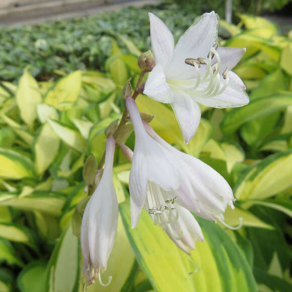 Hosta 'Orange Marmelade': Bild 3/7 Hosta 'Orange Marmelade': Bild 3/7
