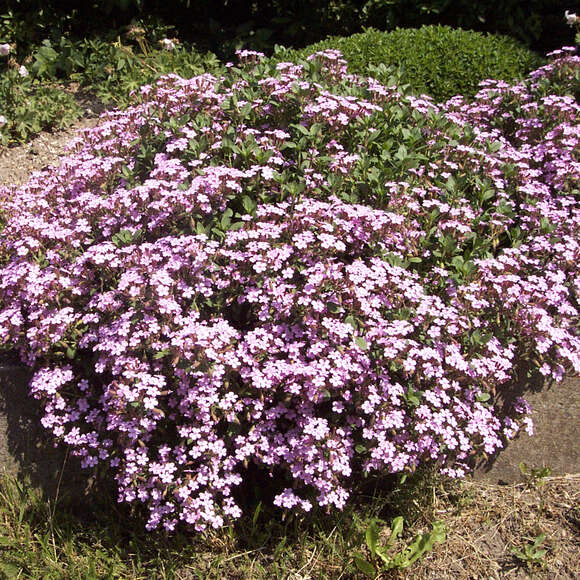 Saponaria ocymoides: Bild 5/5 Saponaria ocymoides: Bild 5/5