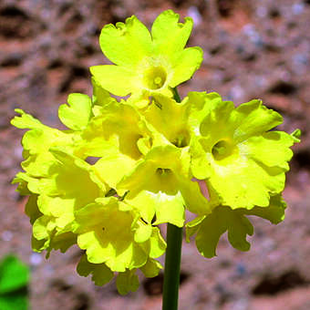 Primula auricula