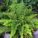 Polystichum polyblepharum - Japanischer Glanz-Schildfarn