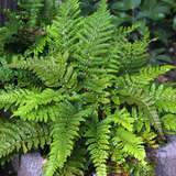 Polystichum polyblepharum - Japanischer Glanz-Schildfarn