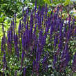Salvia nemorosa 'Caradonna': Bild 4/6