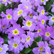 Primula juliae 'Groenekan's Glorie': Bild 2/5