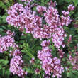 Origanum 'Rosenkuppel': Bild 3/4
