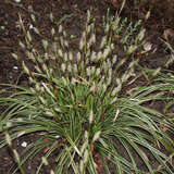 Carex morrowii 'Goldband' - Japansegge