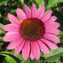 Echinacea purpurea 'Amazing Dream' - Sonnenhut