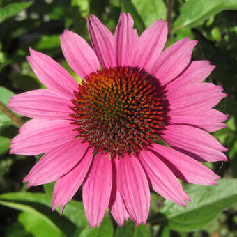 Echinacea purpurea 'Amazing Dream'