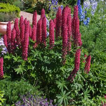 Lupinus polyphyllus 'Rote Flamme'