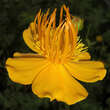Trollius 'Lemon Queen': Bild 1/3