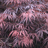 Acer palmatum 'Tamukeyama'    H 80+ - Japanischer Schlitzahorn