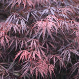 Acer palmatum 'Tamukeyama'    H 80+ - Roter Fächerahorn