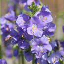 Polemonium caeruleum - Jakobsleiter