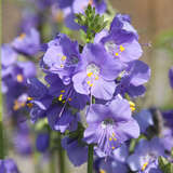 Polemonium caeruleum - Jakobsleiter