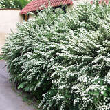 Spiraea nipponica 'Snowmound' - Blütenspiere