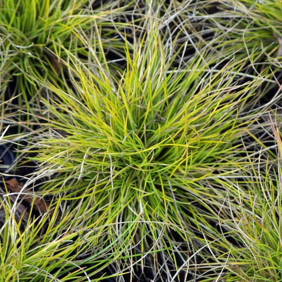 Festuca glauca 'Golden Toupee': Bild 1/3 Festuca glauca 'Golden Toupee': Bild 1/3