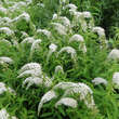 Lysimachia clethroides: Bild 4/4