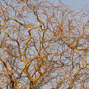 Salix 'Erythroflexuosa' - Drehweide