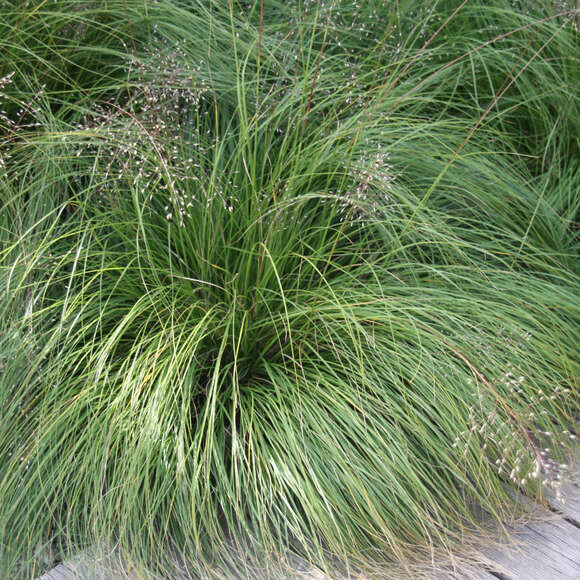 Sporobolus heterolepis: Bild 3/6 Sporobolus heterolepis: Bild 3/6