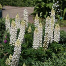 Lupinus polyphyllus 'Russel Weiß' - Wolfsbohne, Lupine