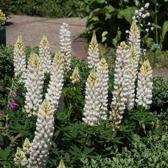 Lupinus polyphyllus 'Russel Weiß'