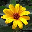 Heliopsis helianthoides 'Summer Nights' - Sonnenauge