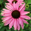 Echinacea purpurea 'Purple Emperor': Bild 1/2
