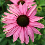 Echinacea purpurea 'Purple Emperor' - Sonnenhut