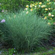 Miscanthus sinensis 'Morning Light': Bild 4/7